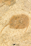 30809 - Nicely Preserved 0.80 Inch Onnia sp Ordovician Trilobite