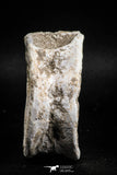 05134 - Top Huge 2.40 Inch Otodus obliquus Shark Vertebra Bone Paleocene