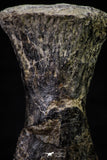20667 - Finest Grade Unidentified Mosasaur Black Phalanx Paddle Bone Cretaceous - New Location