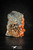 88509 -  Beautiful Red Vanadinite Crystals on Natural Manganese-Iron Oxide Matrix from Morocco