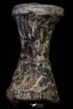 20667 - Finest Grade Unidentified Mosasaur Black Phalanx Paddle Bone Cretaceous - New Location