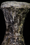 20667 - Finest Grade Unidentified Mosasaur Black Phalanx Paddle Bone Cretaceous - New Location