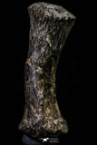 20667 - Finest Grade Unidentified Mosasaur Black Phalanx Paddle Bone Cretaceous - New Location