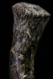 20667 - Finest Grade Unidentified Mosasaur Black Phalanx Paddle Bone Cretaceous - New Location