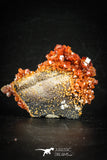 88512 -  Beautiful Red Vanadinite Crystals on Natural Manganese-Iron Oxide Matrix from Morocco