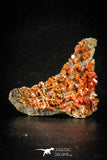 88513 -  Beautiful Red Vanadinite Crystals on Natural Manganese-Iron Oxide Matrix from Morocco