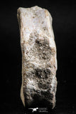 05135 - Top Huge 1.81 Inch Otodus obliquus Shark Vertebra Bone Paleocene