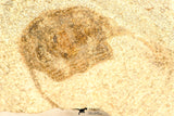 30810 - Nicely Prepared 0.80 Inch Onnia sp Ordovician Trilobite