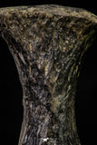 20668 - Finest Grade Unidentified Mosasaur Black Phalanx Paddle Bone Cretaceous - New Location