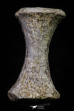 20668 - Finest Grade Unidentified Mosasaur Black Phalanx Paddle Bone Cretaceous - New Location