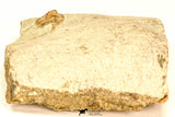 30810 - Nicely Prepared 0.80 Inch Onnia sp Ordovician Trilobite