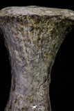 20668 - Finest Grade Unidentified Mosasaur Black Phalanx Paddle Bone Cretaceous - New Location