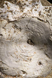 05136 - Top Huge 2.52 Inch Otodus obliquus Shark Vertebra Bone Paleocene