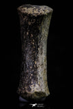 20668 - Finest Grade Unidentified Mosasaur Black Phalanx Paddle Bone Cretaceous - New Location