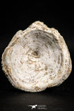 05136 - Top Huge 2.52 Inch Otodus obliquus Shark Vertebra Bone Paleocene