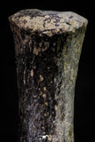 20668 - Finest Grade Unidentified Mosasaur Black Phalanx Paddle Bone Cretaceous - New Location