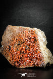 88515 -  Beautiful Red Vanadinite Crystals on Natural Manganese-Iron Oxide Matrix from Morocco