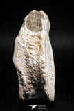 05136 - Top Huge 2.52 Inch Otodus obliquus Shark Vertebra Bone Paleocene