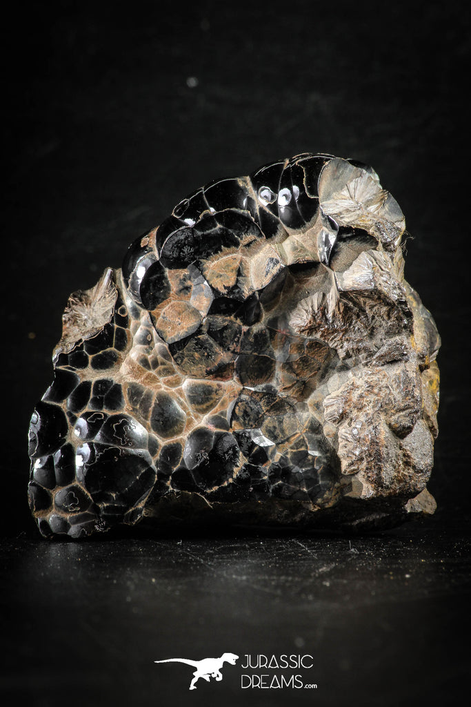 88517 - Dark Gray Bubbly Botryoidal 2.48 Inch Goethite from South Morocco