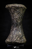 20669 - Finest Grade Unidentified Mosasaur Black Phalanx Paddle Bone Cretaceous - New Location