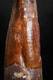 05137 - Beautiful Red 1.97 Inch Spinosaurus Dinosaur Tooth Cretaceous