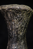 20669 - Finest Grade Unidentified Mosasaur Black Phalanx Paddle Bone Cretaceous - New Location