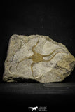 22077 -  Great Collection of 3 OPHIURA SP Brittlestar Upper Ordovician Ktaoua Fm
