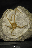 22077 -  Great Collection of 3 OPHIURA SP Brittlestar Upper Ordovician Ktaoua Fm