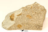 30811 - Well Prepared 0.77 Inch Onnia sp Ordovician Trilobite