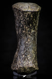 20669 - Finest Grade Unidentified Mosasaur Black Phalanx Paddle Bone Cretaceous - New Location