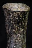 20669 - Finest Grade Unidentified Mosasaur Black Phalanx Paddle Bone Cretaceous - New Location