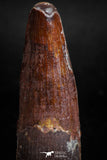 05137 - Beautiful Red 1.97 Inch Spinosaurus Dinosaur Tooth Cretaceous