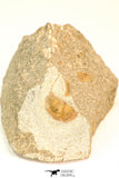 30811 - Well Prepared 0.77 Inch Onnia sp Ordovician Trilobite