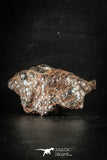 88519 - Dark Gray Bubbly Botryoidal 2.70 Inch Goethite from South Morocco