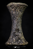 20670 - Finest Grade Unidentified Mosasaur Black Phalanx Paddle Bone Cretaceous - New Location