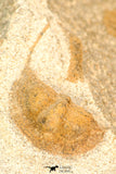 30811 - Well Prepared 0.77 Inch Onnia sp Ordovician Trilobite