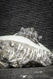 22078 - Top Rare Lichid Trilobite 0.64 Inch Acanthopyge (Lobopyge) bassei Lower Devonian