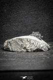 22078 - Top Rare Lichid Trilobite 0.64 Inch Acanthopyge (Lobopyge) bassei Lower Devonian