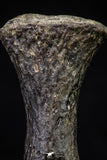20670 - Finest Grade Unidentified Mosasaur Black Phalanx Paddle Bone Cretaceous - New Location