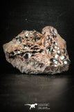 88521 - Dark Gray Bubbly Botryoidal 2.99 Inch Goethite from South Morocco