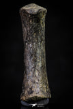 20670 - Finest Grade Unidentified Mosasaur Black Phalanx Paddle Bone Cretaceous - New Location