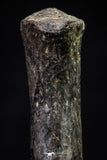 20670 - Finest Grade Unidentified Mosasaur Black Phalanx Paddle Bone Cretaceous - New Location