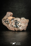 88521 - Dark Gray Bubbly Botryoidal 2.99 Inch Goethite from South Morocco