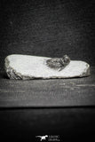 22078 - Top Rare Lichid Trilobite 0.64 Inch Acanthopyge (Lobopyge) bassei Lower Devonian