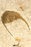 30812 - Well Preserved 0.83 Inch Onnia sp Ordovician Trilobite