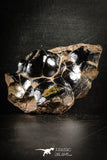 88522 - Dark Gray Bubbly Botryoidal 3.53 Inch Goethite from South Morocco