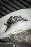 22078 - Top Rare Lichid Trilobite 0.64 Inch Acanthopyge (Lobopyge) bassei Lower Devonian