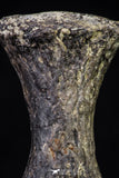 20671 - Finest Grade Unidentified Mosasaur Black Phalanx Paddle Bone Cretaceous - New Location