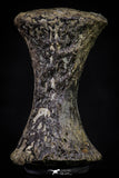 20671 - Finest Grade Unidentified Mosasaur Black Phalanx Paddle Bone Cretaceous - New Location