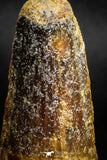 05139 - Beautiful 2.16 Inch Spinosaurus Dinosaur Tooth Cretaceous